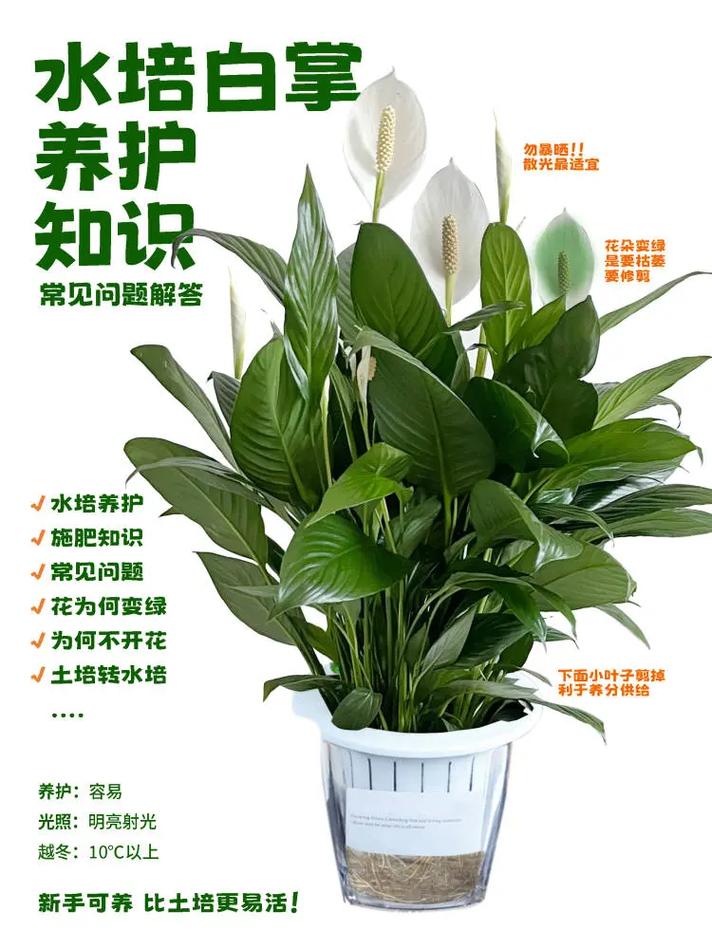 一帆风顺水培冬天怎么养，一帆风顺水培冬天会冻死吗-第7张图片-优品飞百科