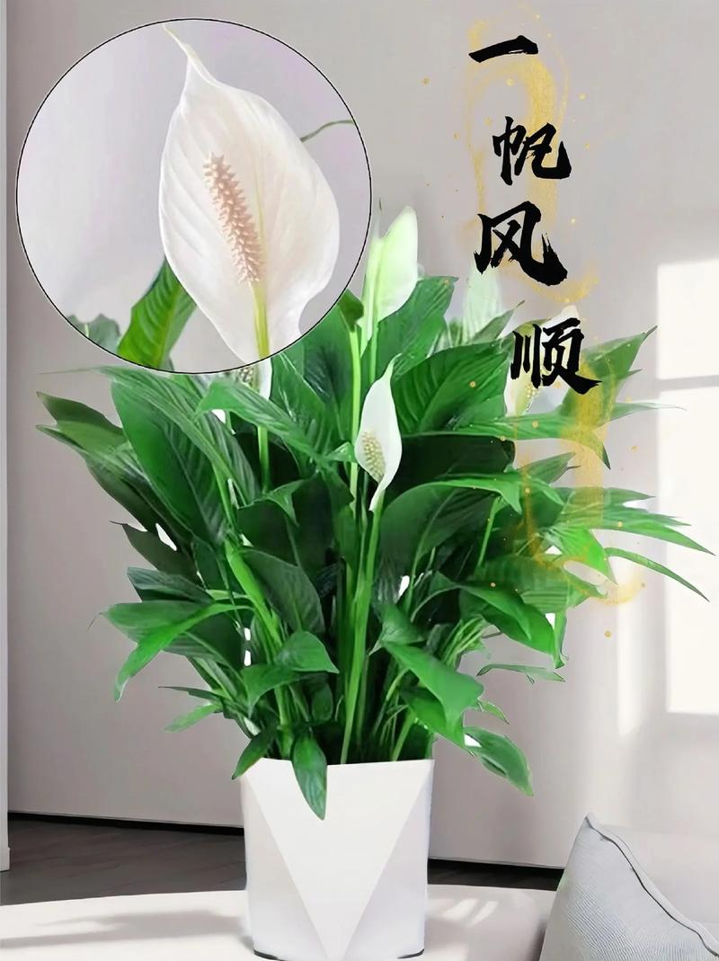 一帆风顺水培冬天怎么养，一帆风顺水培冬天会冻死吗-第8张图片-优品飞百科