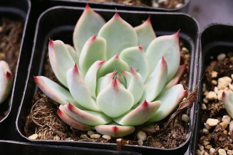 吉娃娃多肉怎么养？多肉咋养？-第2张图片-优品飞百科