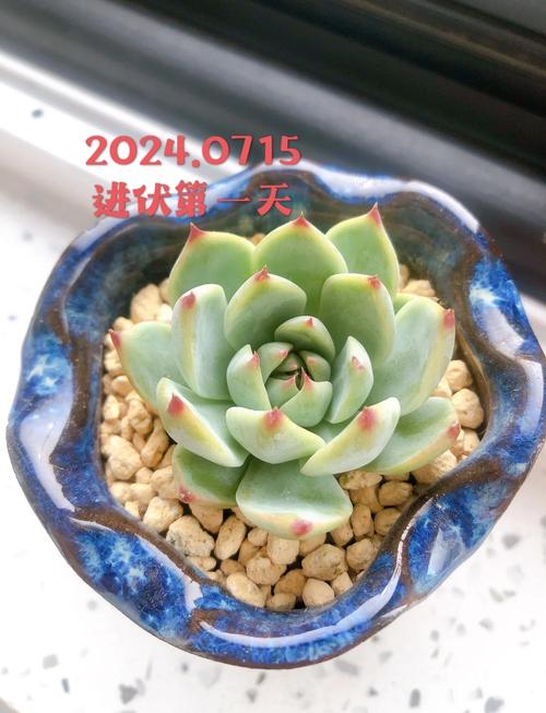 吉娃娃多肉怎么养？多肉咋养？-第3张图片-优品飞百科