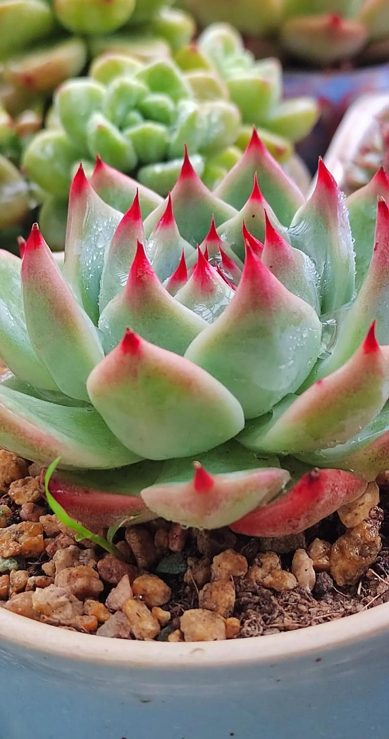 吉娃娃多肉怎么养？多肉咋养？-第4张图片-优品飞百科