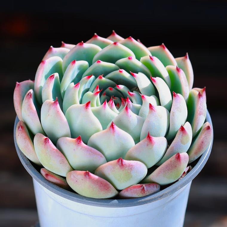 吉娃娃多肉怎么养？多肉咋养？-第5张图片-优品飞百科