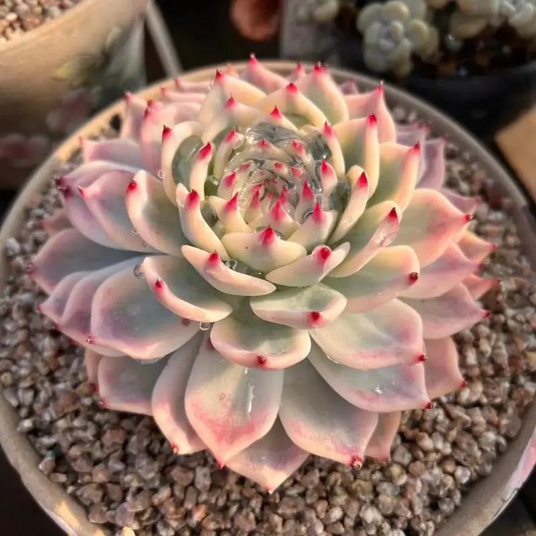 吉娃娃多肉怎么养？多肉咋养？-第6张图片-优品飞百科