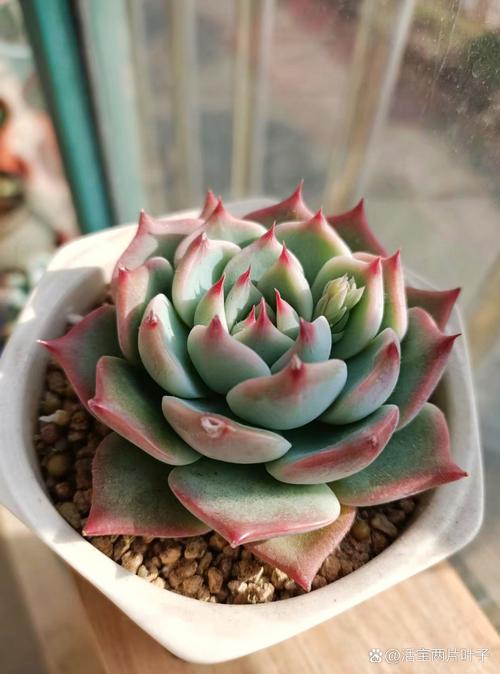 吉娃娃多肉怎么养？多肉咋养？-第8张图片-优品飞百科