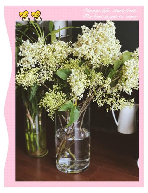 丁香对水分的要求？丁香对土壤的要求？-第3张图片-优品飞百科