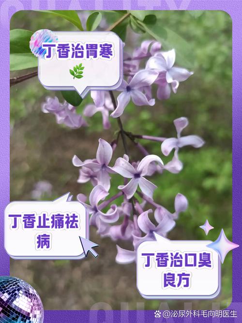 丁香对水分的要求？丁香对土壤的要求？-第5张图片-优品飞百科