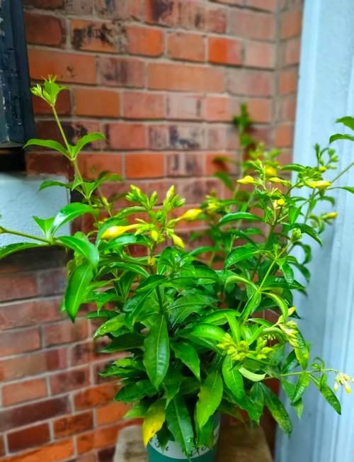 软枝黄蝉的养殖方法？软枝黄蝉的养殖方法和技术？