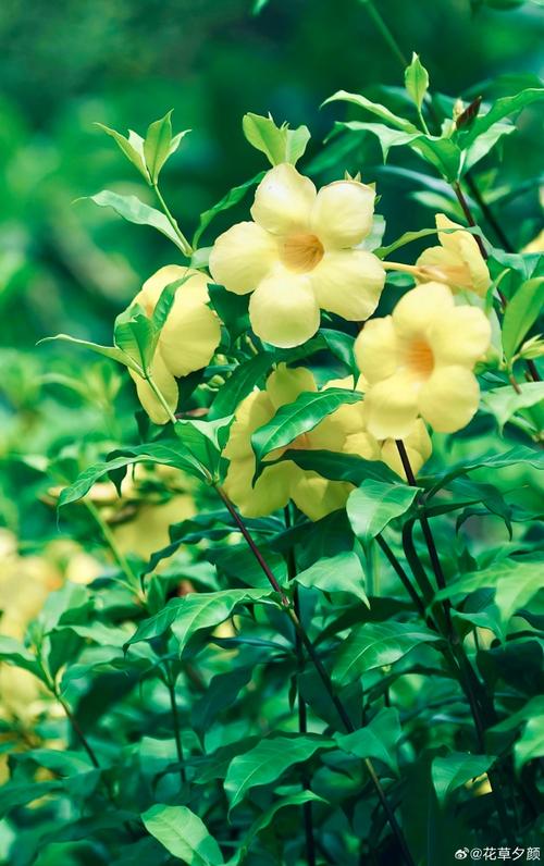 软枝黄蝉的养殖方法?软枝黄蝉的养殖方法和技术?-第3张图片-优品飞百科 软枝黄蝉的养殖方法?软枝黄蝉的养殖方法和技术?-第3张图片-优品飞百科