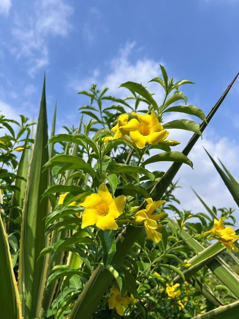 软枝黄蝉的养殖方法?软枝黄蝉的养殖方法和技术?-第4张图片-优品飞百科 软枝黄蝉的养殖方法?软枝黄蝉的养殖方法和技术?-第4张图片-优品飞百科