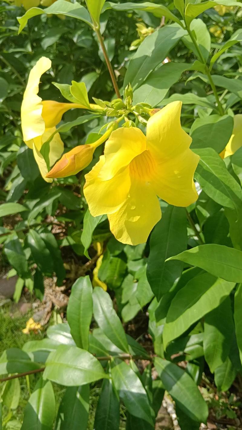 软枝黄蝉的养殖方法?软枝黄蝉的养殖方法和技术?-第5张图片-优品飞百科 软枝黄蝉的养殖方法?软枝黄蝉的养殖方法和技术?-第5张图片-优品飞百科