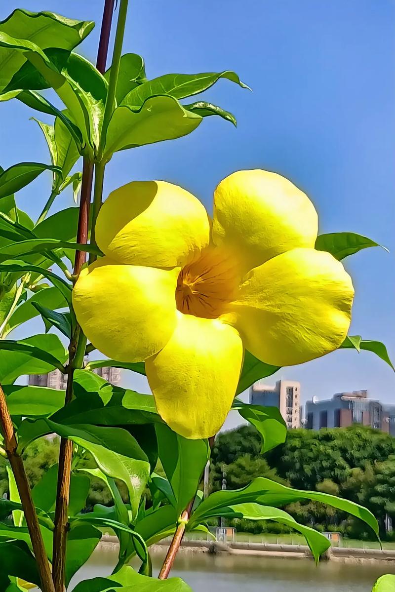 软枝黄蝉的养殖方法?软枝黄蝉的养殖方法和技术?-第7张图片-优品飞百科 软枝黄蝉的养殖方法?软枝黄蝉的养殖方法和技术?-第7张图片-优品飞百科