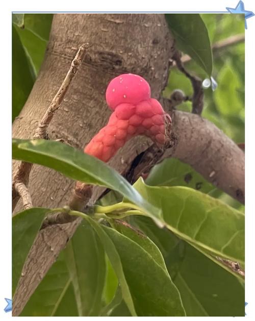 杜鹃红山茶北方怎么养，杜鹃红山茶什么时候开花