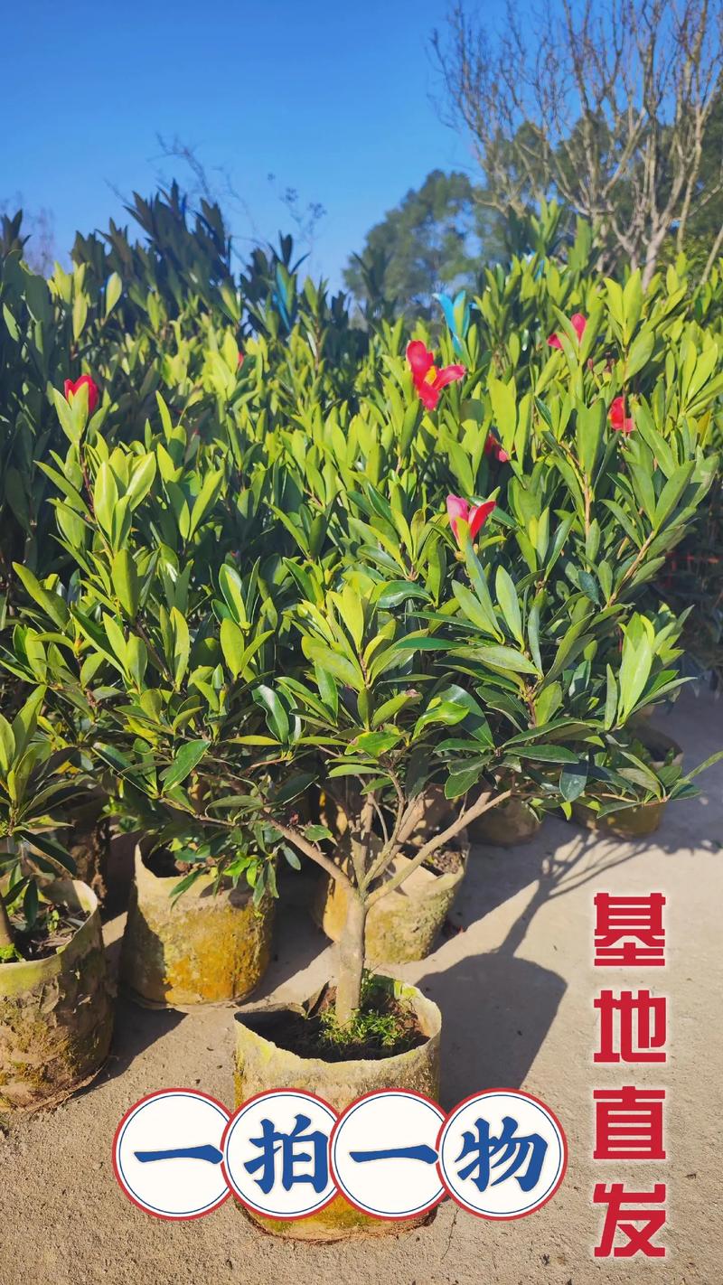 杜鹃红山茶北方怎么养,杜鹃红山茶什么时候开花-第2张图片-优品飞百科 杜鹃红山茶北方怎么养,杜鹃红山茶什么时候开花-第2张图片-优品飞百科