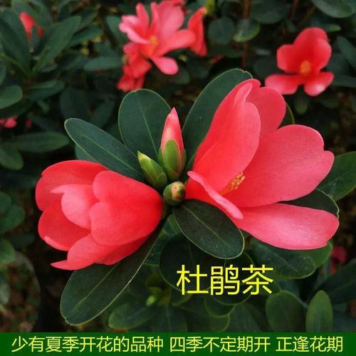 杜鹃红山茶北方怎么养,杜鹃红山茶什么时候开花-第3张图片-优品飞百科 杜鹃红山茶北方怎么养,杜鹃红山茶什么时候开花-第3张图片-优品飞百科