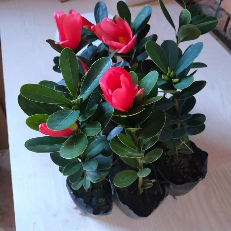 杜鹃红山茶北方怎么养,杜鹃红山茶什么时候开花-第5张图片-优品飞百科 杜鹃红山茶北方怎么养,杜鹃红山茶什么时候开花-第5张图片-优品飞百科