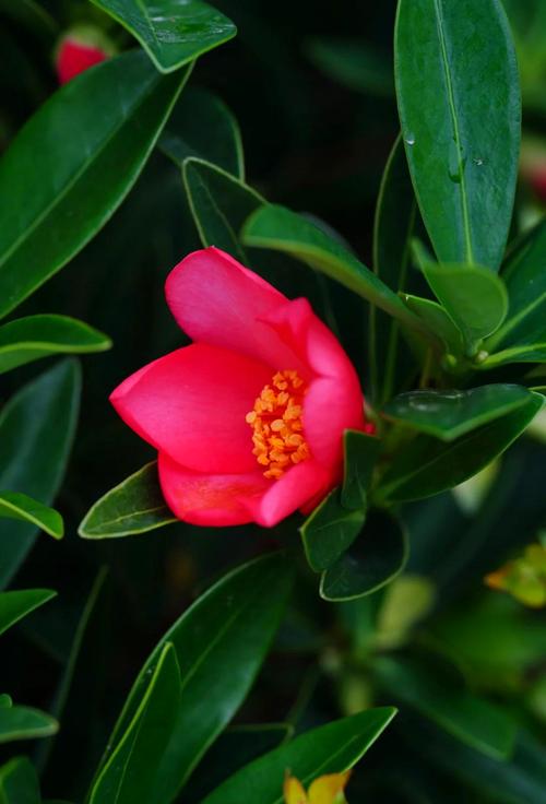 杜鹃红山茶北方怎么养,杜鹃红山茶什么时候开花-第7张图片-优品飞百科 杜鹃红山茶北方怎么养,杜鹃红山茶什么时候开花-第7张图片-优品飞百科