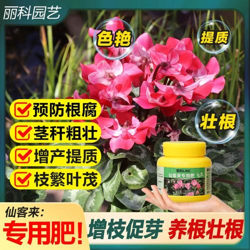 仙客来施什么肥比较好，仙客来施什么肥开花茂盛-第2张图片-优品飞百科