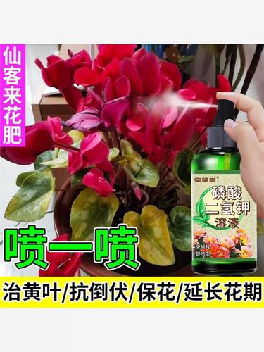 仙客来施什么肥比较好，仙客来施什么肥开花茂盛-第4张图片-优品飞百科