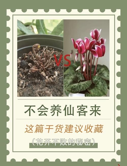 仙客来施什么肥比较好，仙客来施什么肥开花茂盛-第3张图片-优品飞百科