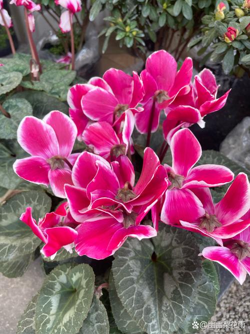 仙客来施什么肥比较好，仙客来施什么肥开花茂盛-第5张图片-优品飞百科