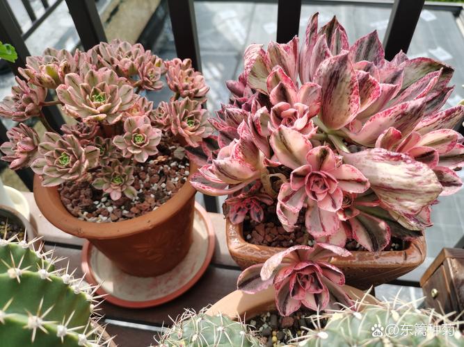春之奇迹怎么养爆盆，春之奇迹多肉有香味吗