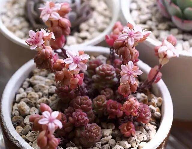 春之奇迹怎么养爆盆，春之奇迹多肉有香味吗-第2张图片-优品飞百科