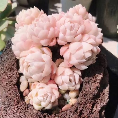 春之奇迹怎么养爆盆，春之奇迹多肉有香味吗-第3张图片-优品飞百科