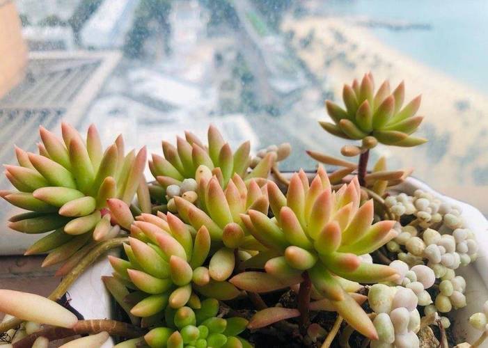 春之奇迹怎么养爆盆，春之奇迹多肉有香味吗-第4张图片-优品飞百科