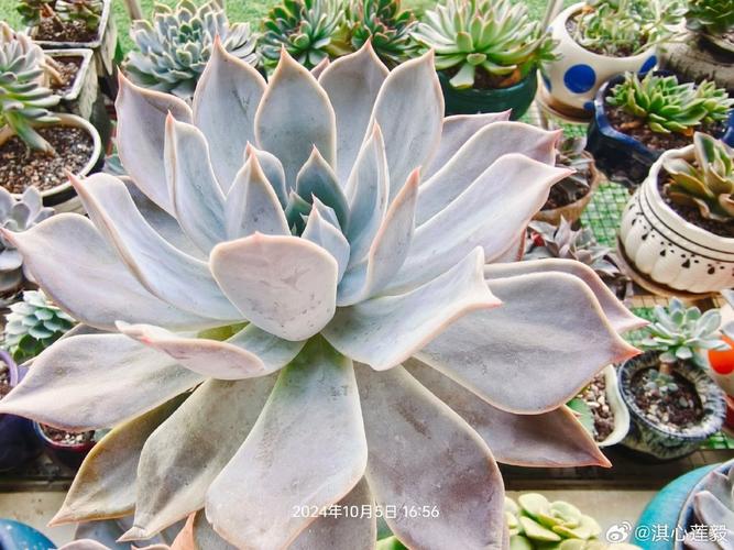 春之奇迹怎么养爆盆，春之奇迹多肉有香味吗-第5张图片-优品飞百科