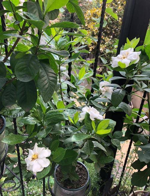 栀子花换盆的步骤？栀子花怎样换花盆？-第2张图片-优品飞百科