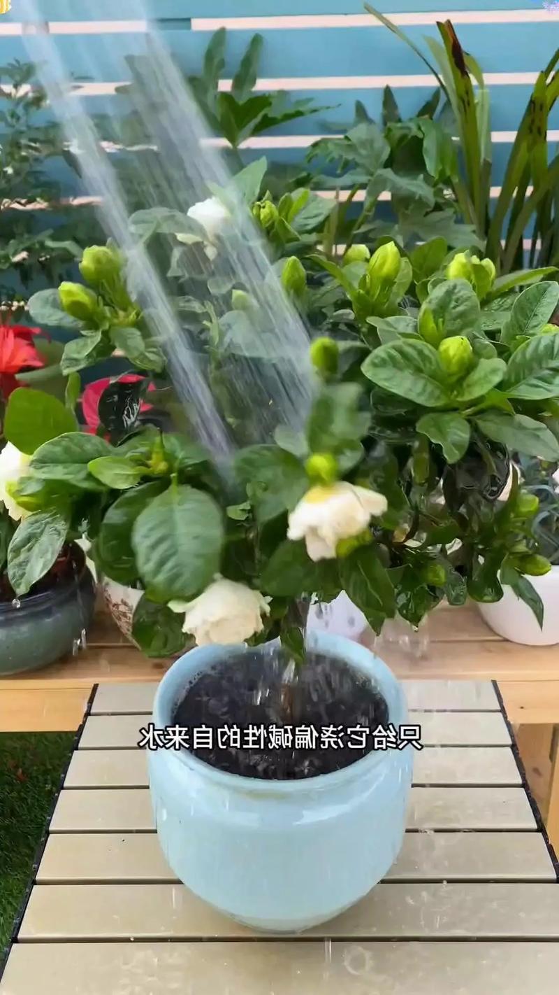 栀子花换盆的步骤？栀子花怎样换花盆？-第3张图片-优品飞百科