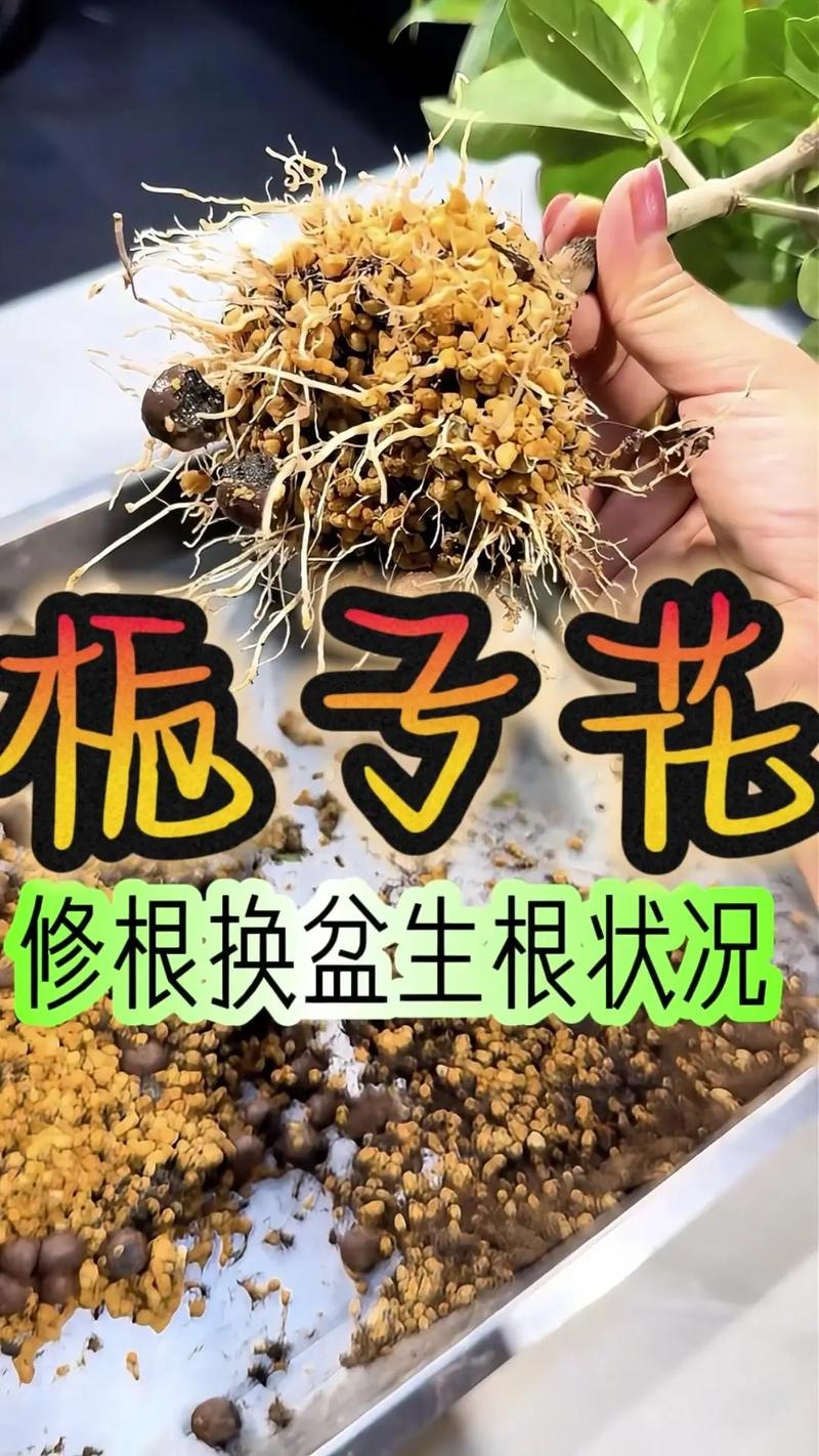 栀子花换盆的步骤？栀子花怎样换花盆？-第4张图片-优品飞百科