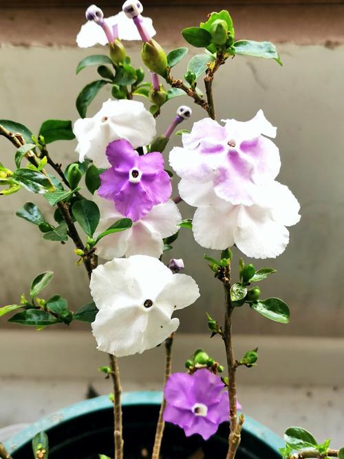 茉莉长寿爆盆10年,茉莉寿命多久?-第2张图片-优品飞百科 茉莉长寿爆盆10年,茉莉寿命多久?-第2张图片-优品飞百科