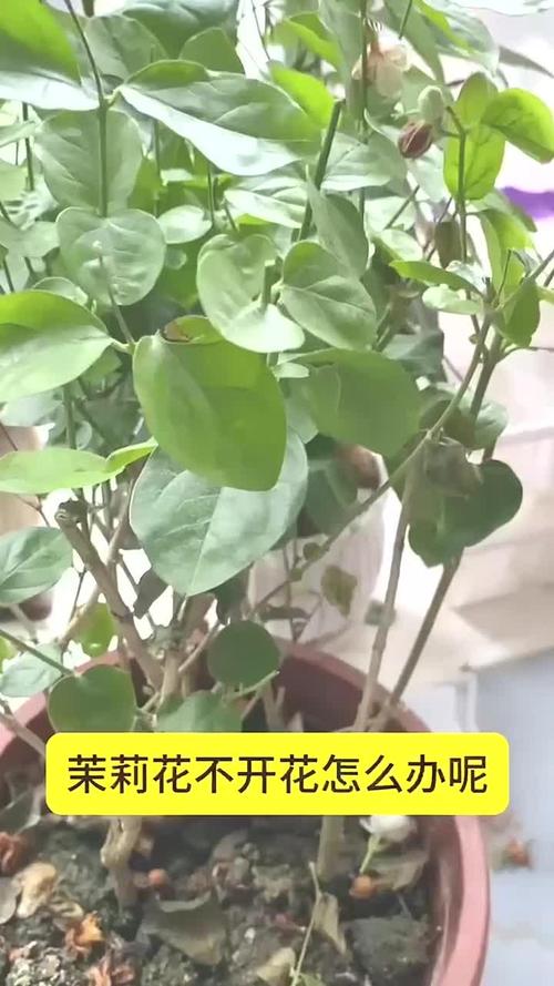 茉莉长寿爆盆10年，茉莉寿命多久？