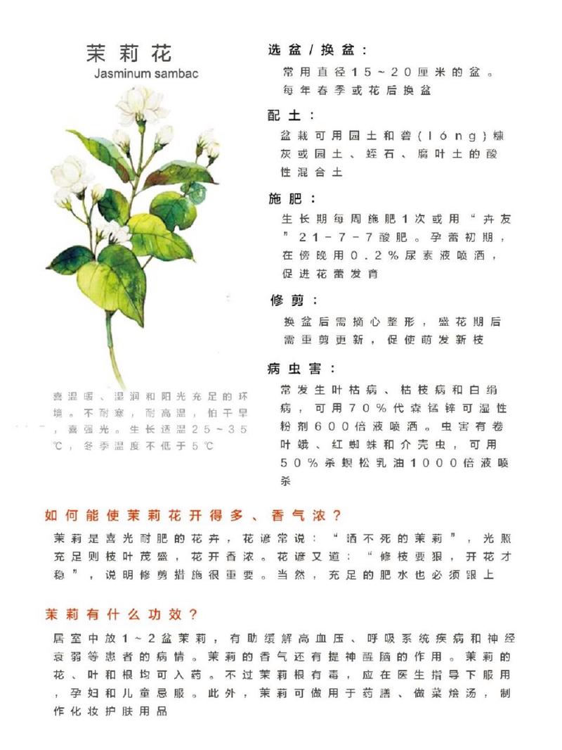 茉莉长寿爆盆10年,茉莉寿命多久?-第3张图片-优品飞百科 茉莉长寿爆盆10年,茉莉寿命多久?-第3张图片-优品飞百科