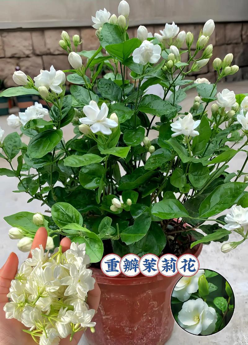 茉莉长寿爆盆10年,茉莉寿命多久?-第4张图片-优品飞百科 茉莉长寿爆盆10年,茉莉寿命多久?-第4张图片-优品飞百科