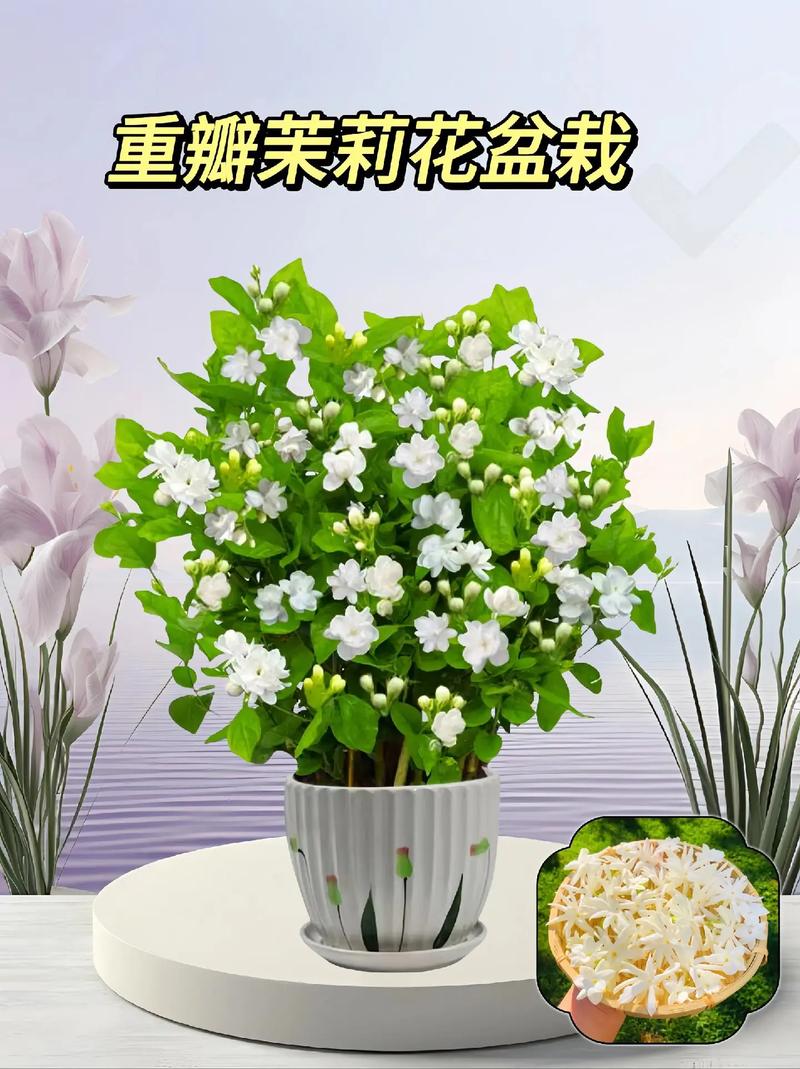 茉莉长寿爆盆10年,茉莉寿命多久?-第5张图片-优品飞百科 茉莉长寿爆盆10年,茉莉寿命多久?-第5张图片-优品飞百科