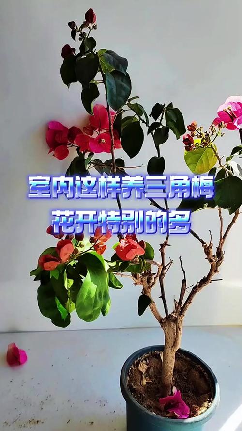 三角梅怎么养才开花好？三角梅怎么养才开花好 贴吧？