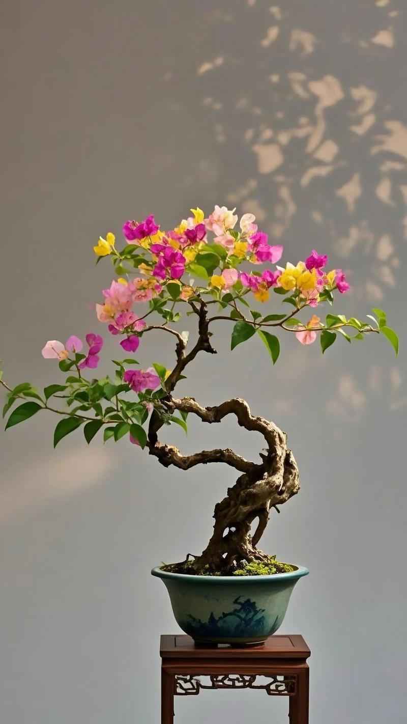 三角梅怎么养才开花好？三角梅怎么养才开花好 贴吧？-第3张图片-优品飞百科