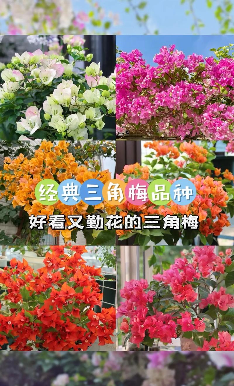 三角梅怎么养才开花好？三角梅怎么养才开花好 贴吧？-第2张图片-优品飞百科