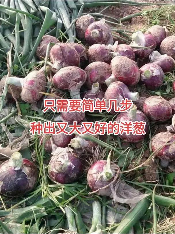 洋葱怎么种植，水培洋葱怎么种植？-第4张图片-优品飞百科