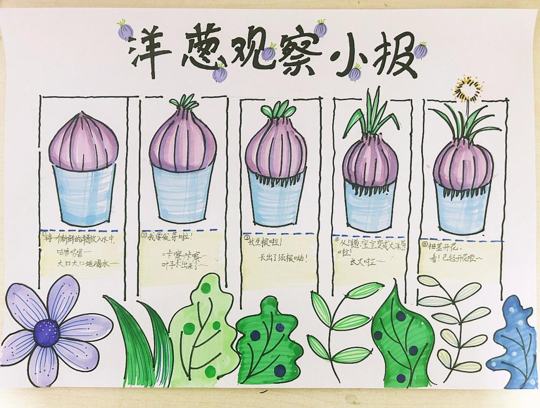 洋葱怎么种植，水培洋葱怎么种植？-第5张图片-优品飞百科