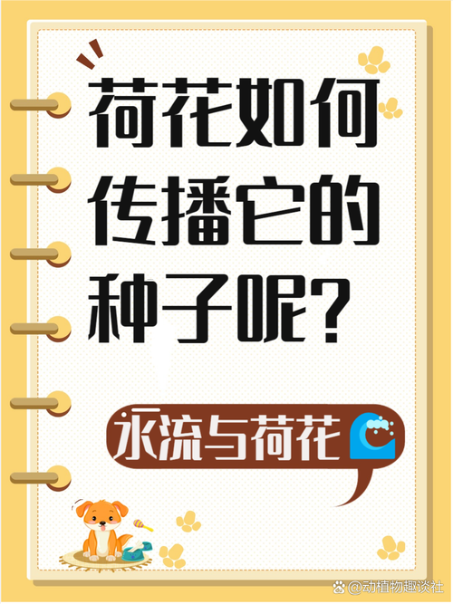 荷花种子的种植方法，荷花种子的种植方法和时间