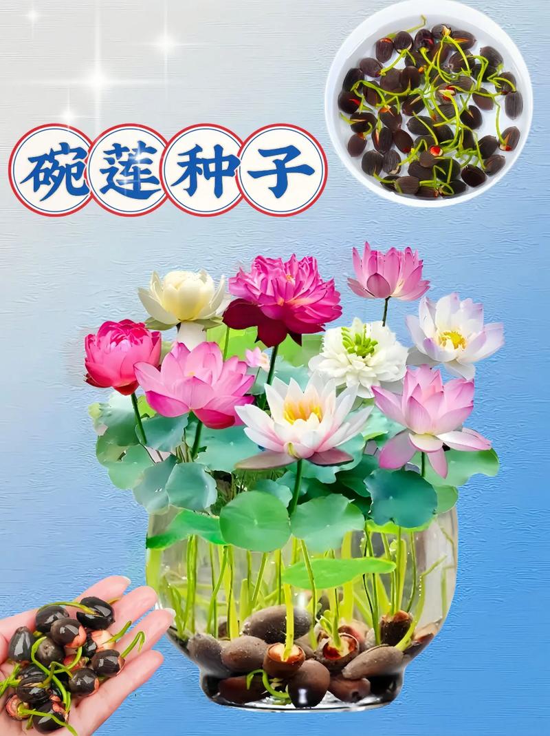荷花种子的种植方法，荷花种子的种植方法和时间-第2张图片-优品飞百科