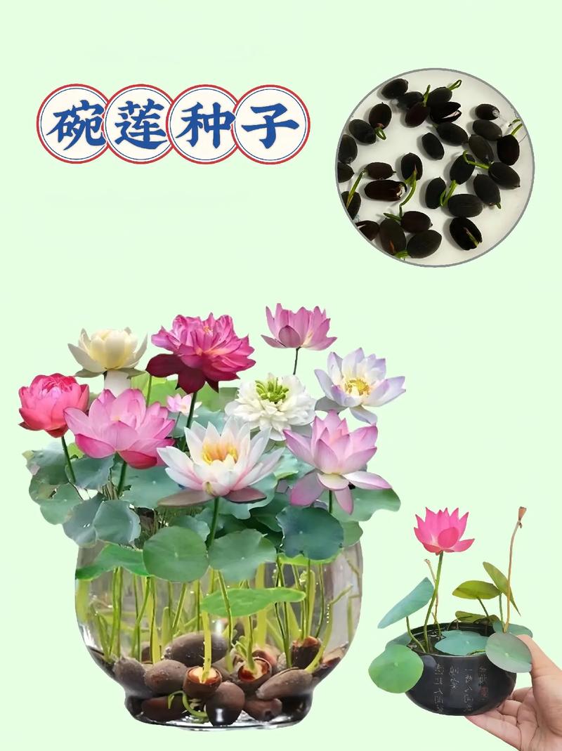 荷花种子的种植方法，荷花种子的种植方法和时间-第3张图片-优品飞百科
