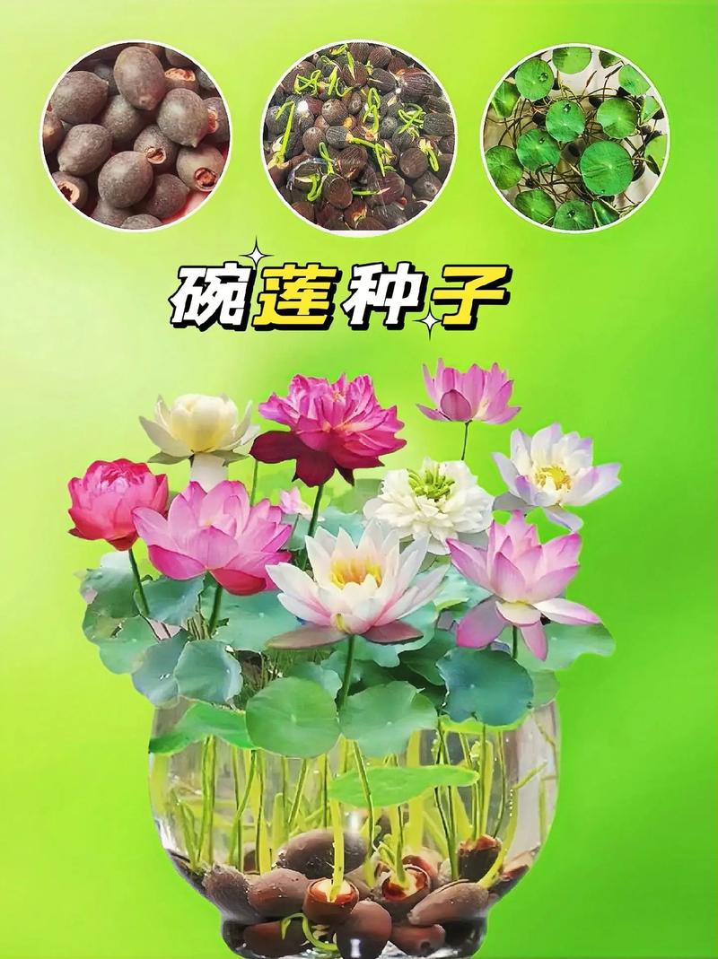 荷花种子的种植方法，荷花种子的种植方法和时间-第4张图片-优品飞百科