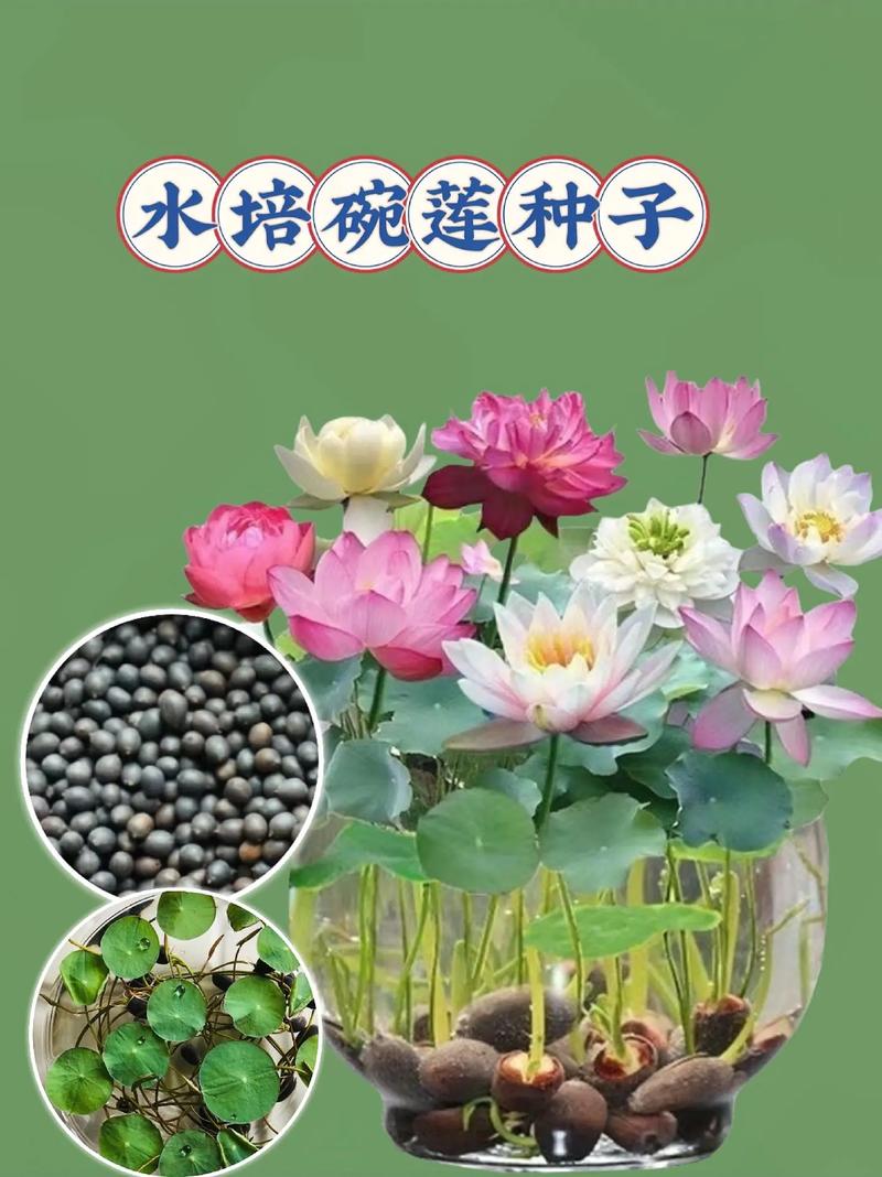 荷花种子的种植方法，荷花种子的种植方法和时间-第5张图片-优品飞百科