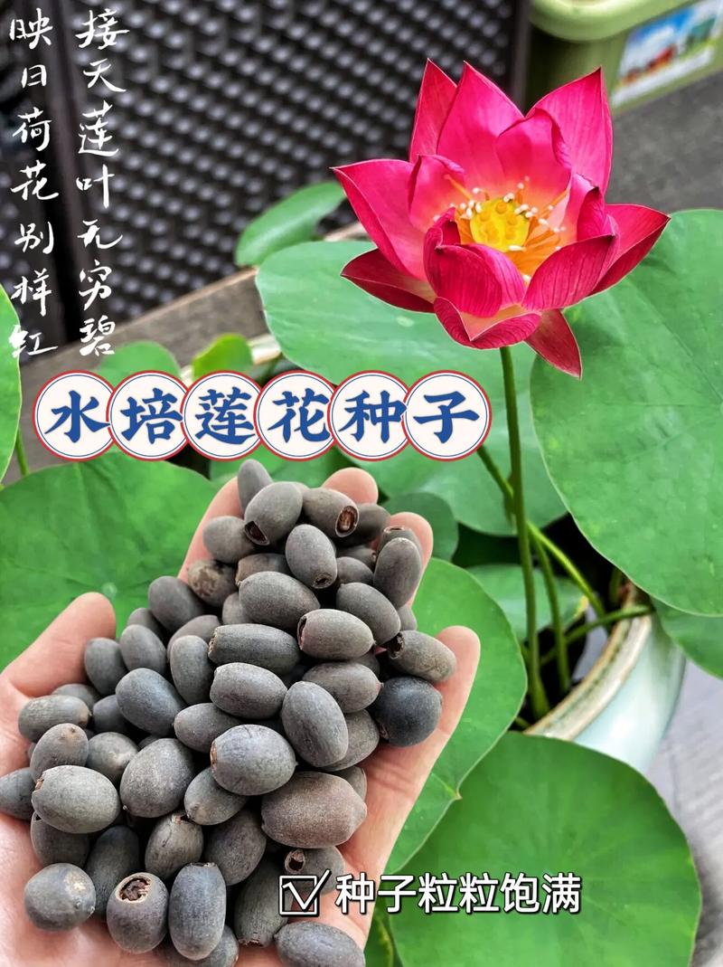 荷花种子的种植方法，荷花种子的种植方法和时间-第6张图片-优品飞百科