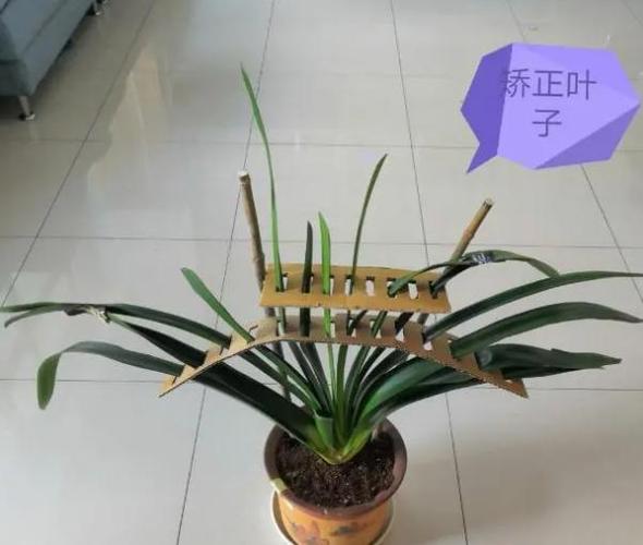 花盆太深真要命，花盆太深对花的影响-第7张图片-优品飞百科