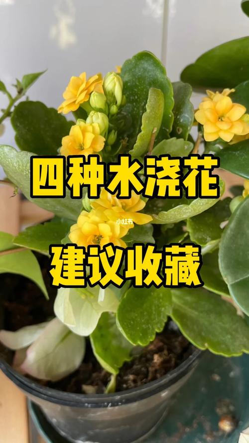 养花用什么水,插花在水里加什么比较好-第4张图片-优品飞百科 养花用什么水,插花在水里加什么比较好-第4张图片-优品飞百科